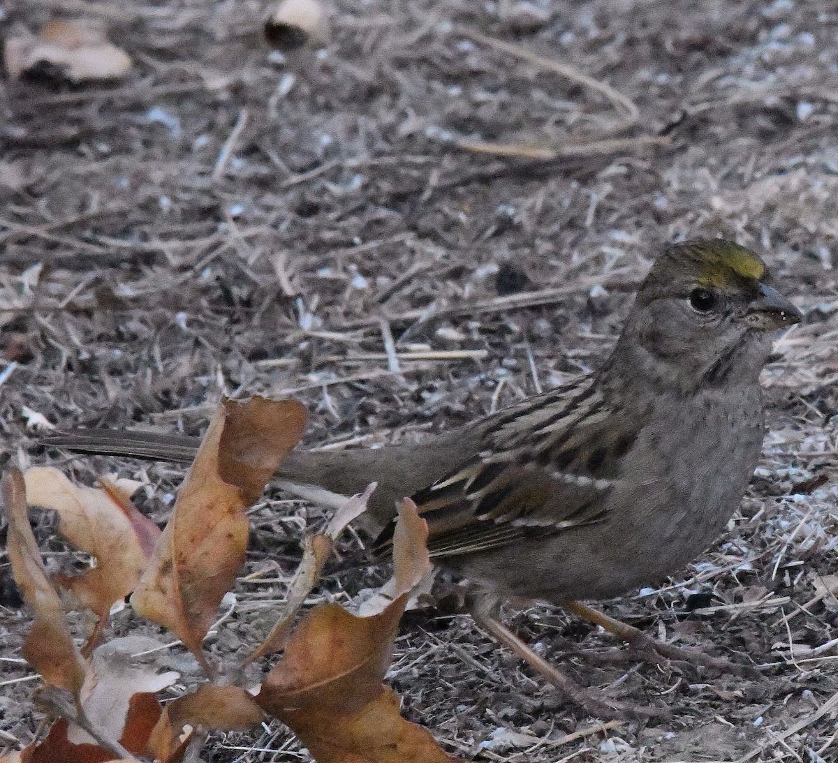 Golden-crowned Sparrow - ML286036651