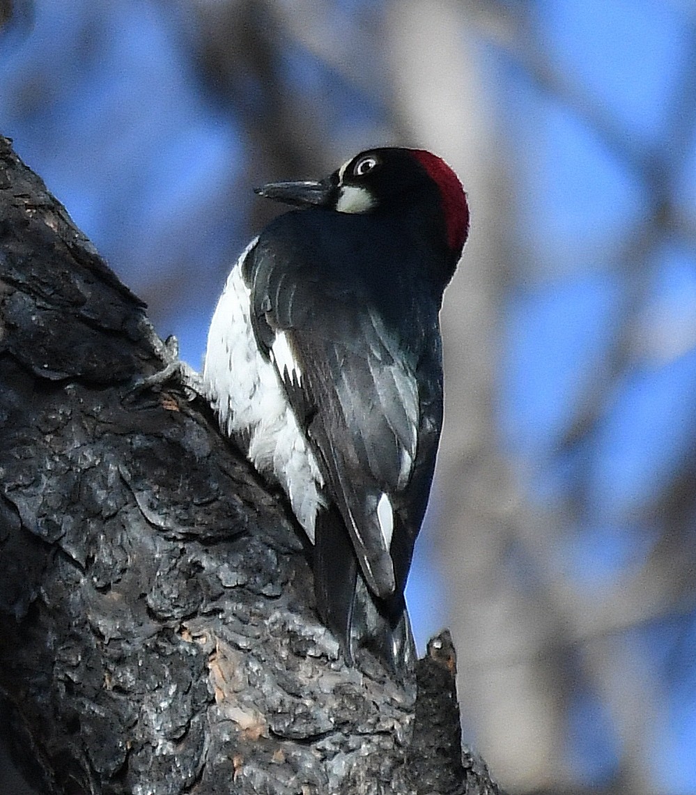 Acorn Woodpecker - ML286036681