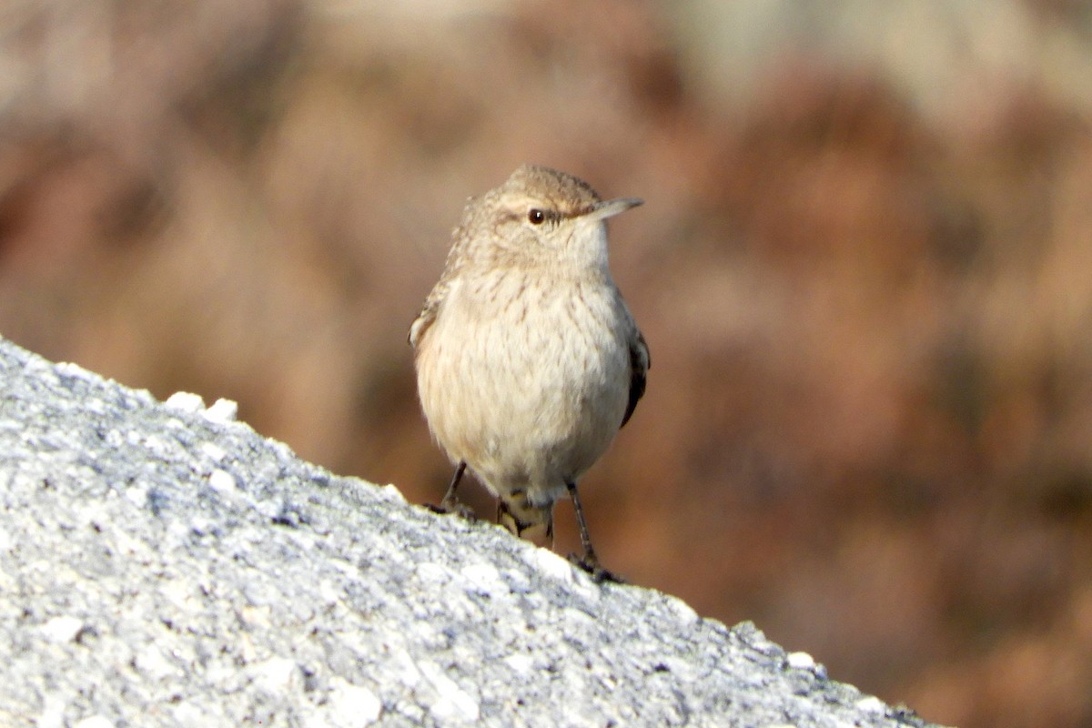 Rock Wren - ML286037471