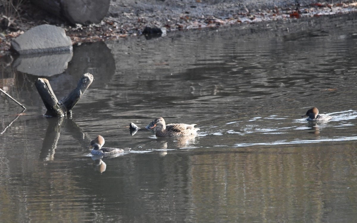 Hooded Merganser - ML286038411