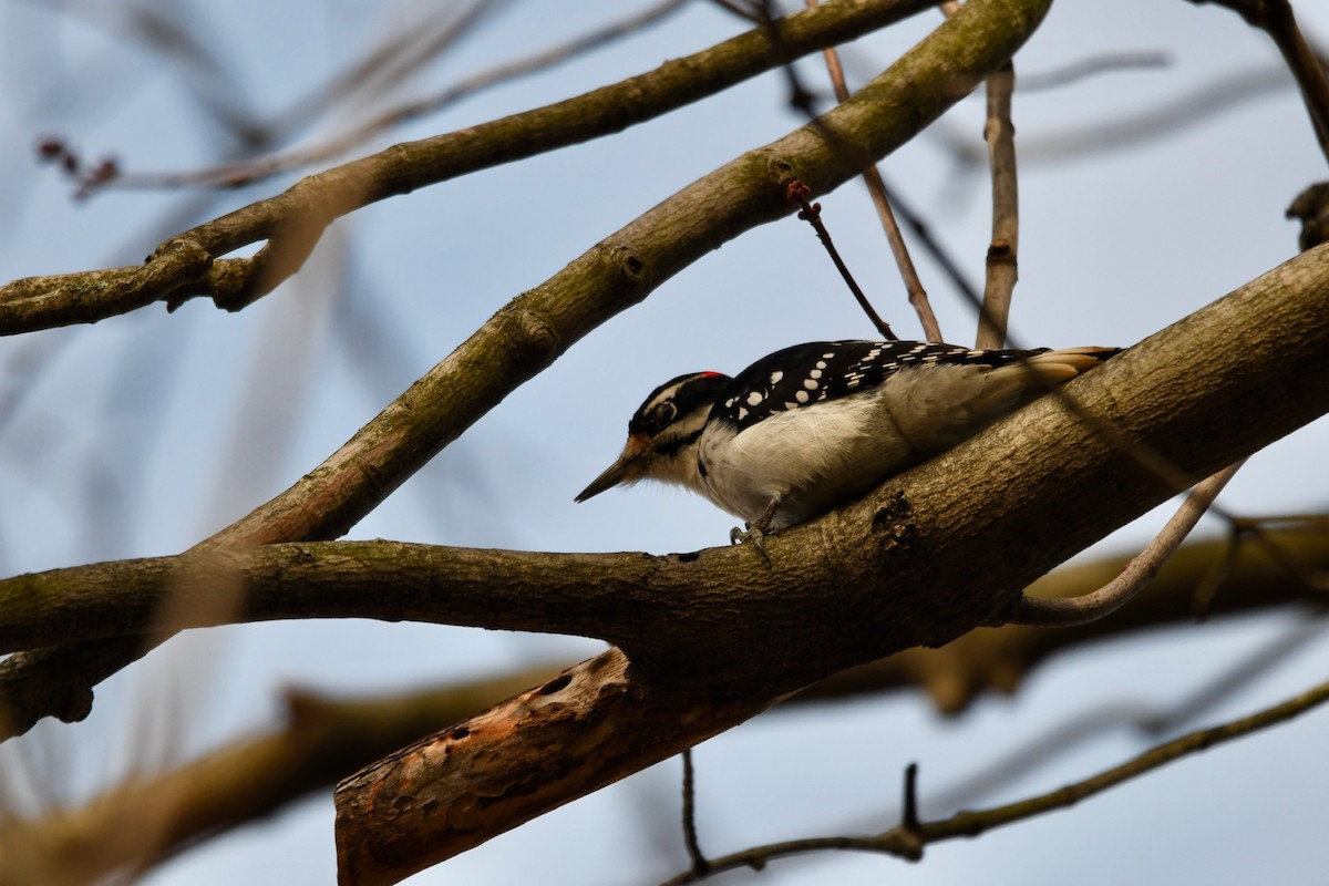 Hairy Woodpecker - ML286038631