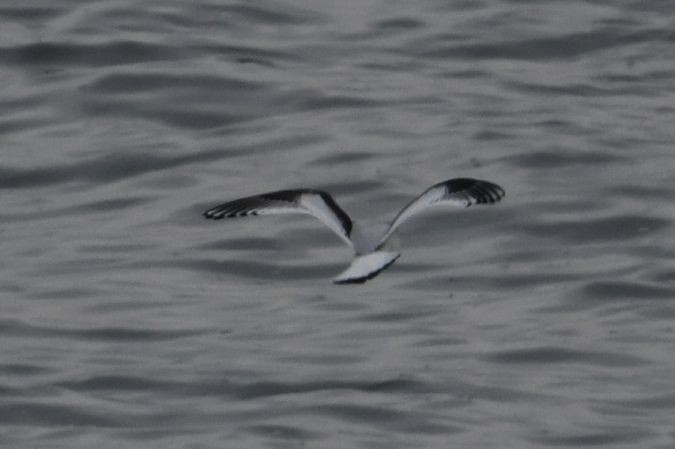 Little Gull - ML286039651