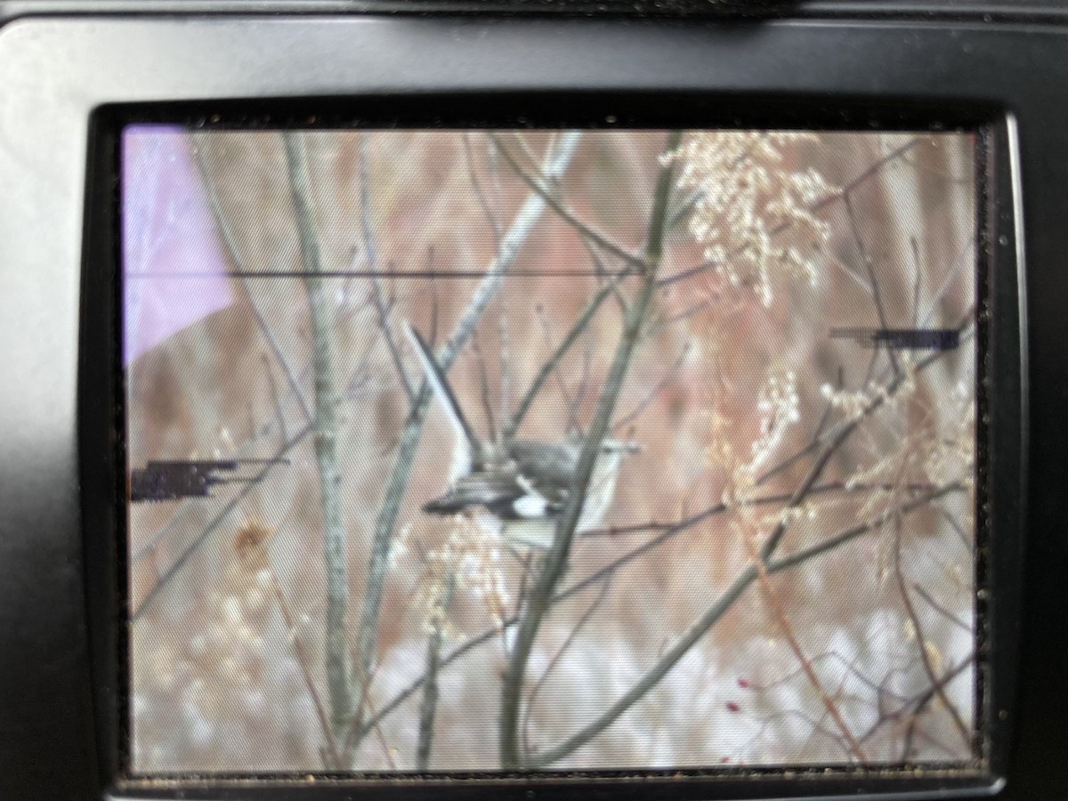 Northern Mockingbird - ML286040321