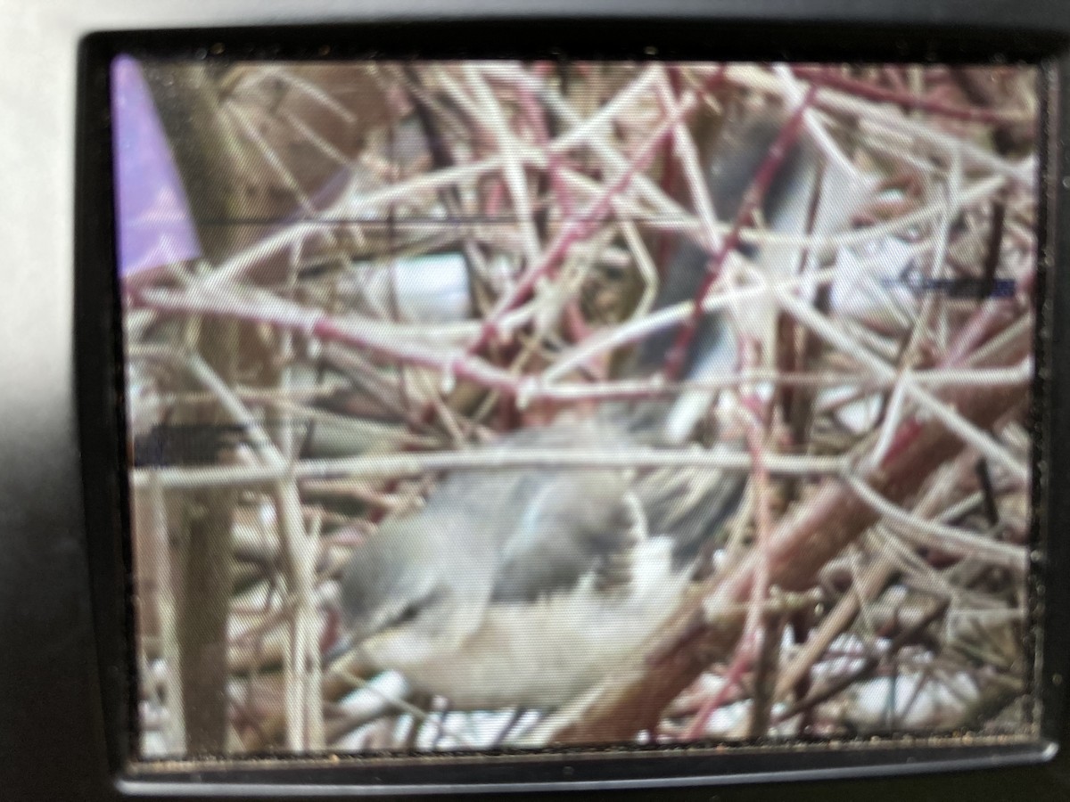 Northern Mockingbird - ML286040351
