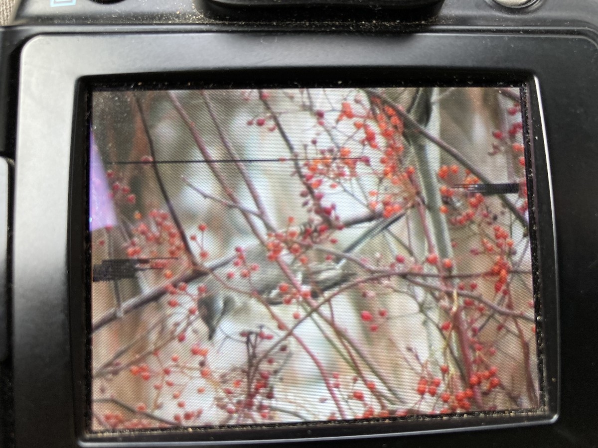 Northern Mockingbird - ML286040371