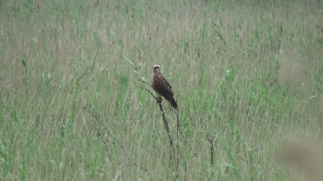 Western Marsh Harrier - ML286042781