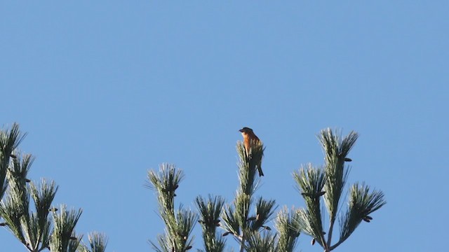 Red Crossbill (Northeastern or type 12) - ML286044111