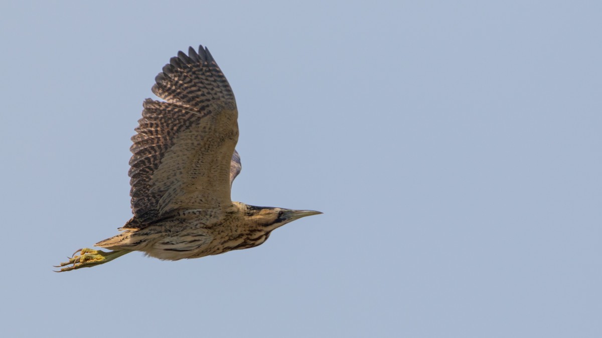 Eurasian Bittern - Neal Hardwick
