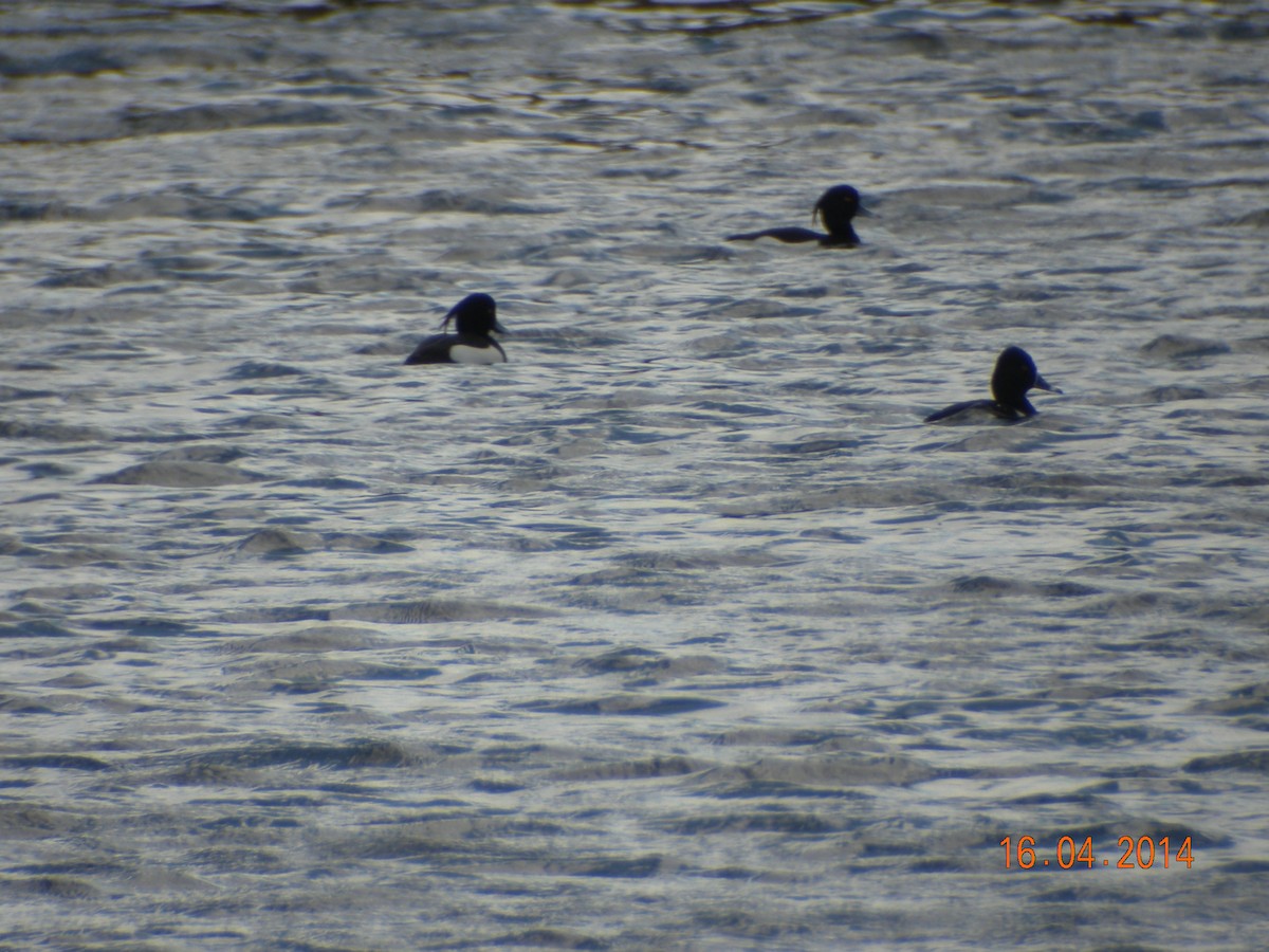 Ring-necked Duck - Sławomir Karpicki