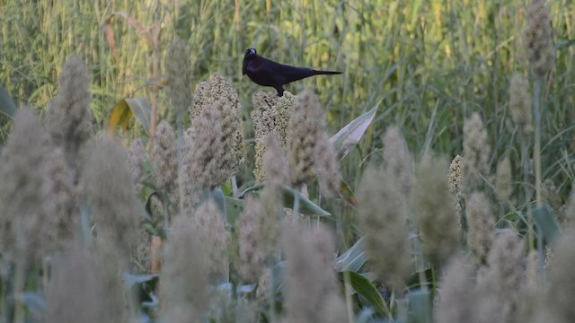 Giant Cowbird - ML286046311