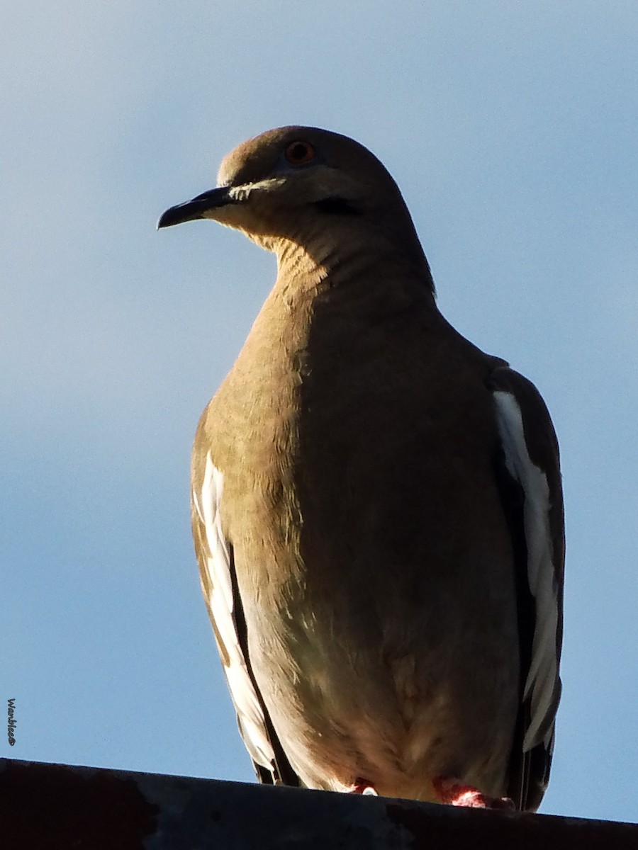 White-winged Dove - ML286047221