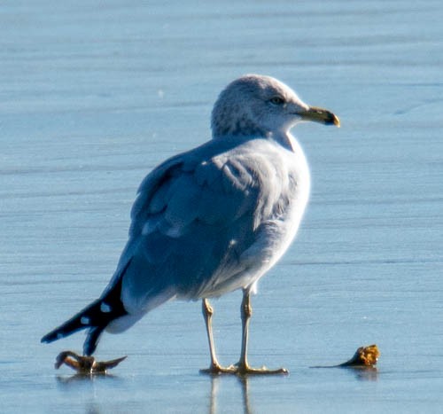 Ring-billed Gull - ML286047781