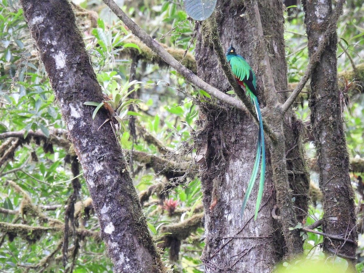 Resplendent Quetzal - ML286056951