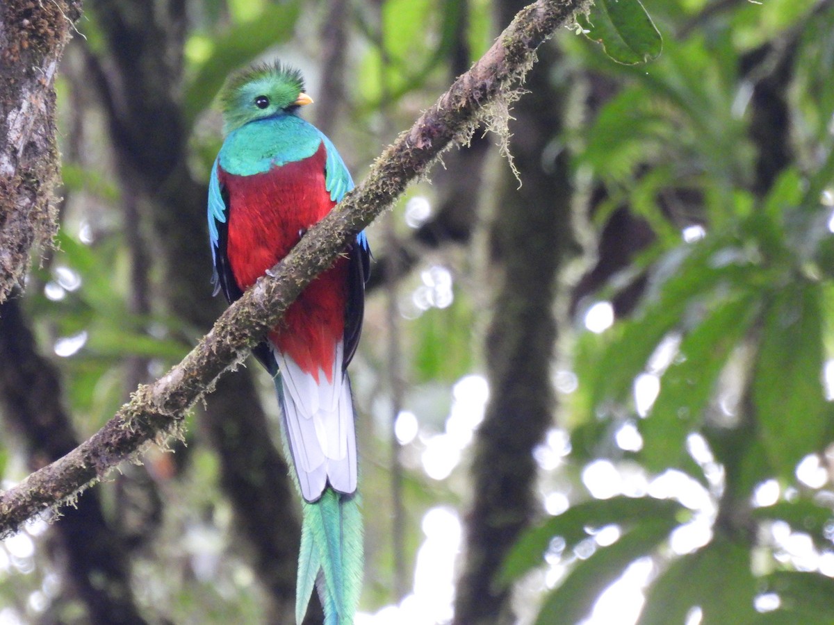 Resplendent Quetzal - ML286057611