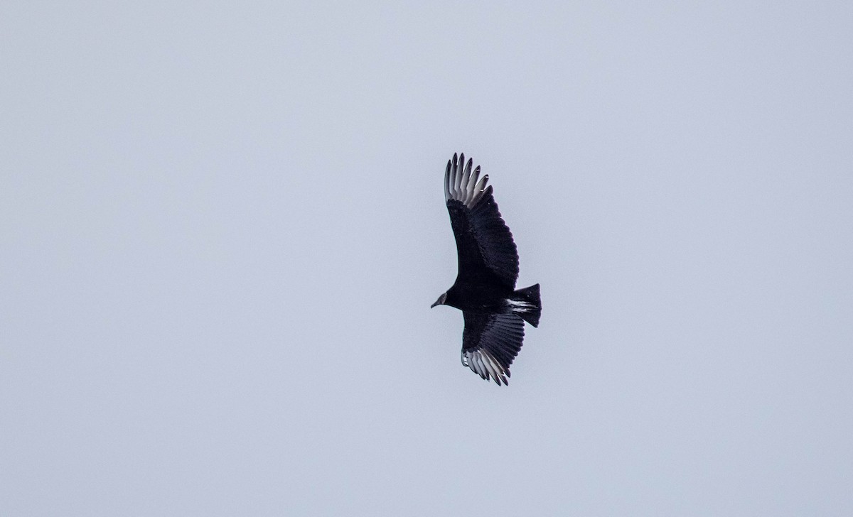 Black Vulture - ML286057681