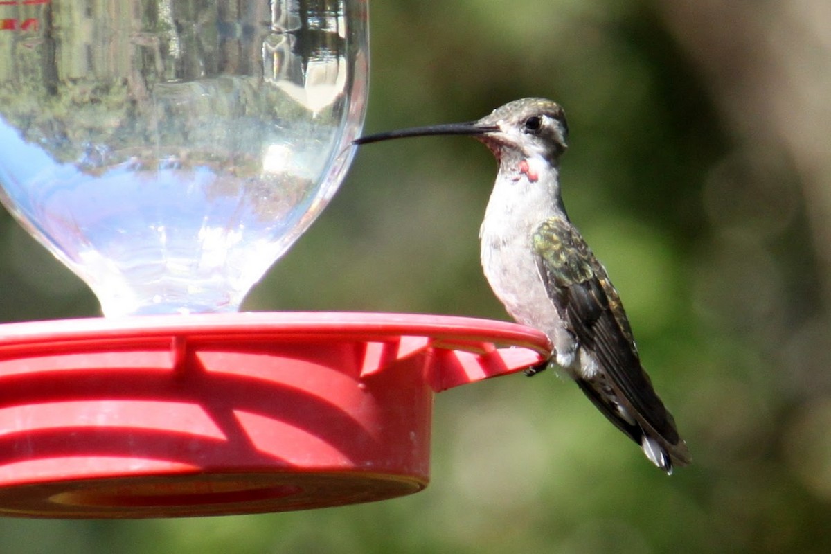 Plain-capped Starthroat - ML286057801