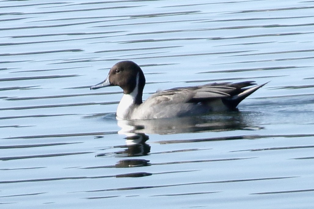 Northern Pintail - Ains Priestman