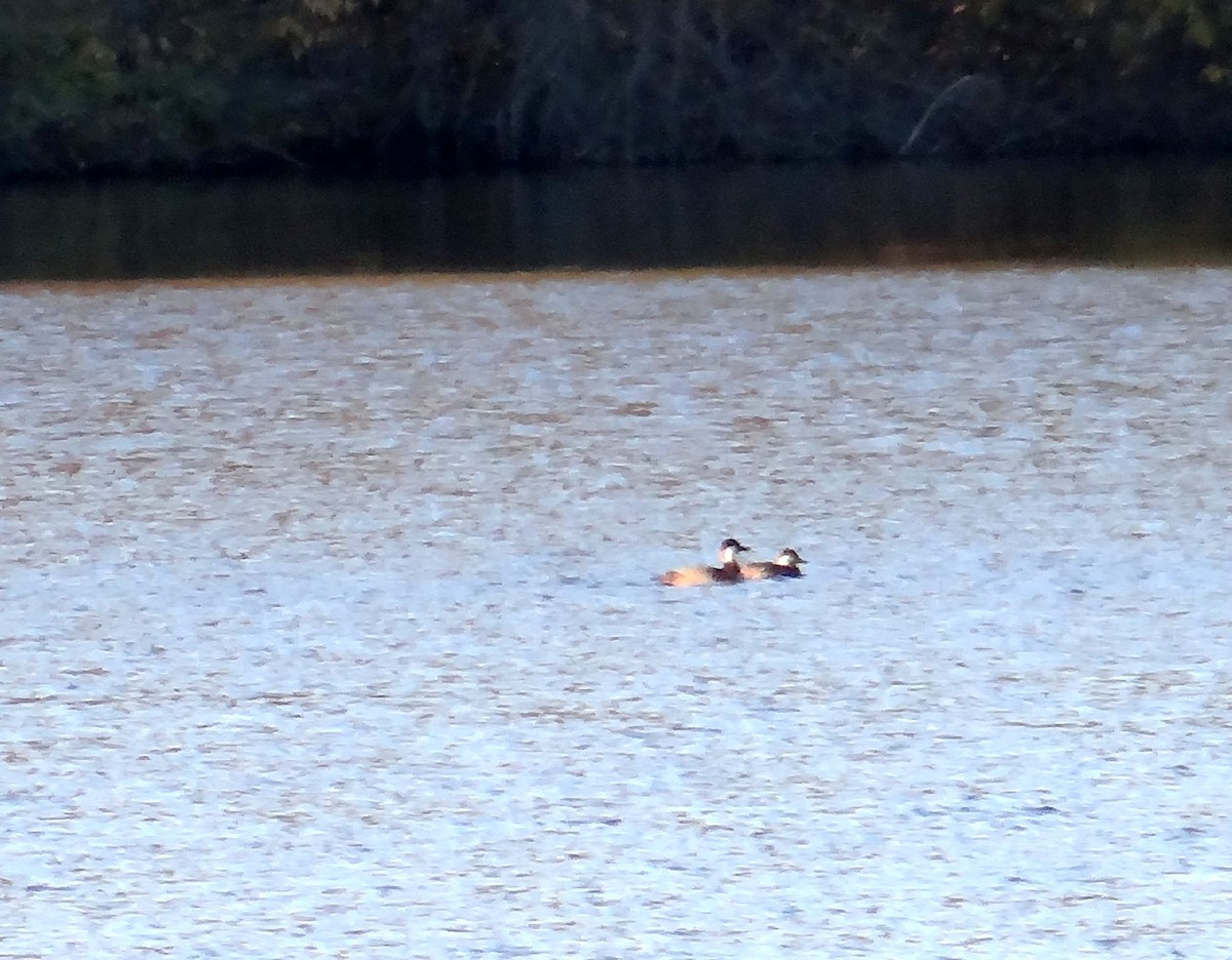 Black Scoter - ML286059171