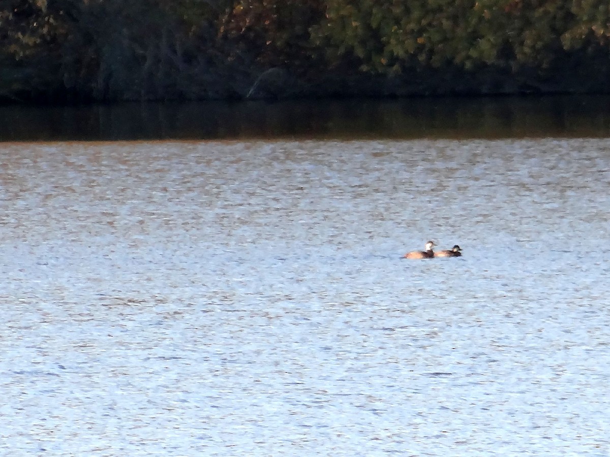 Black Scoter - ML286059181