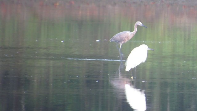 Reddish Egret - ML286059951