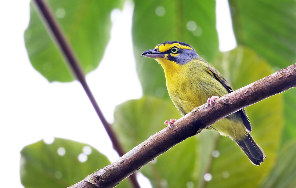 Slaty-capped Shrike-Vireo - Andrew Spencer