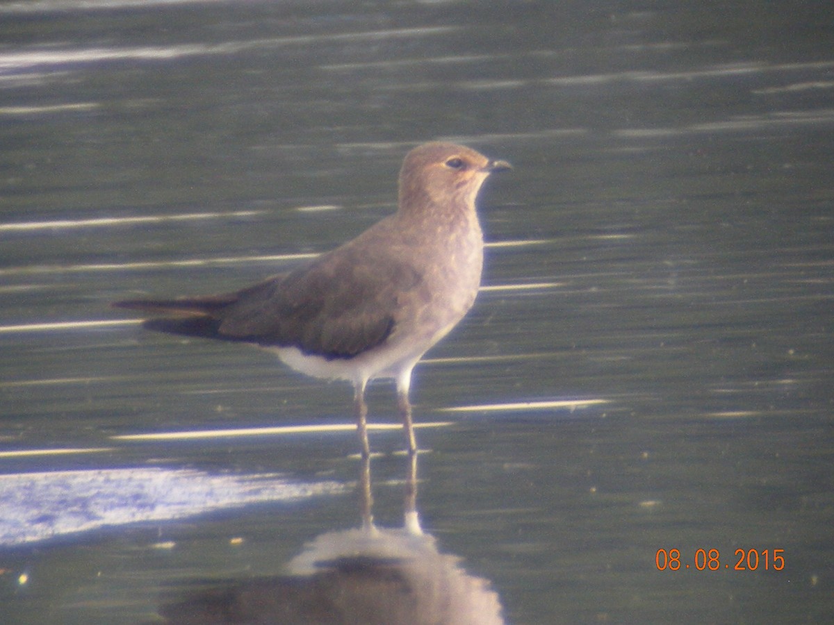 Black-winged Pratincole - ML286062181