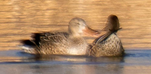 Northern Shoveler - ML286062391