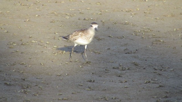 Black-bellied Plover - ML286062541