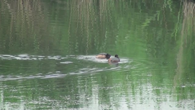 Eared Grebe - ML286063471