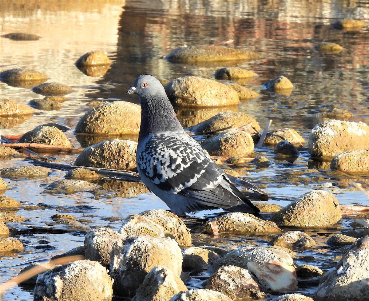Rock Pigeon (Feral Pigeon) - Jan Thom