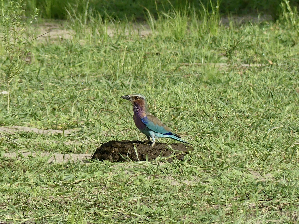 Lilac-breasted Roller - ML286064231