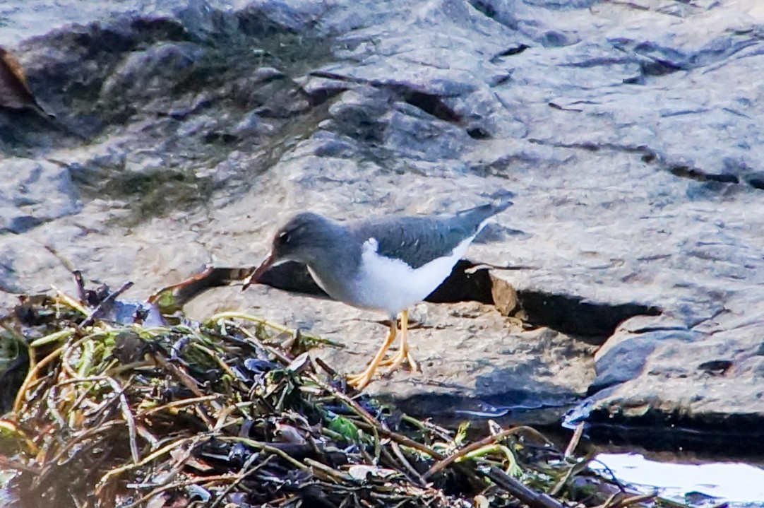 Spotted Sandpiper - ML286064631