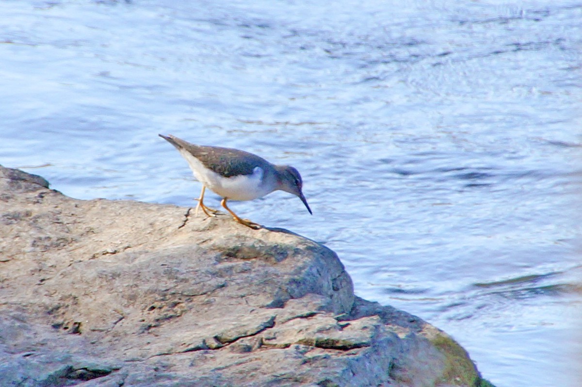 Spotted Sandpiper - ML286065131