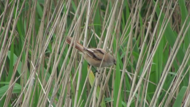 Bearded Reedling - ML286065491