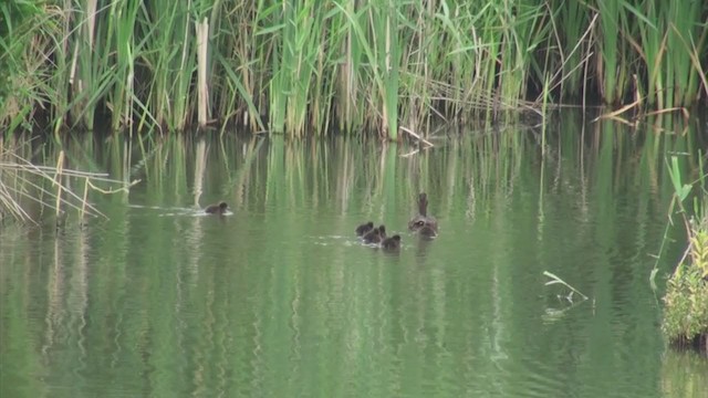 Tufted Duck - ML286066411