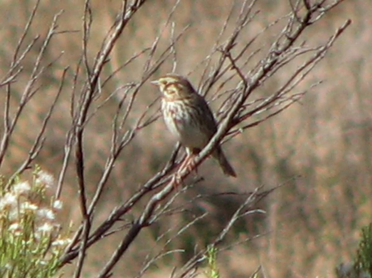 Savannah Sparrow - ML286067361