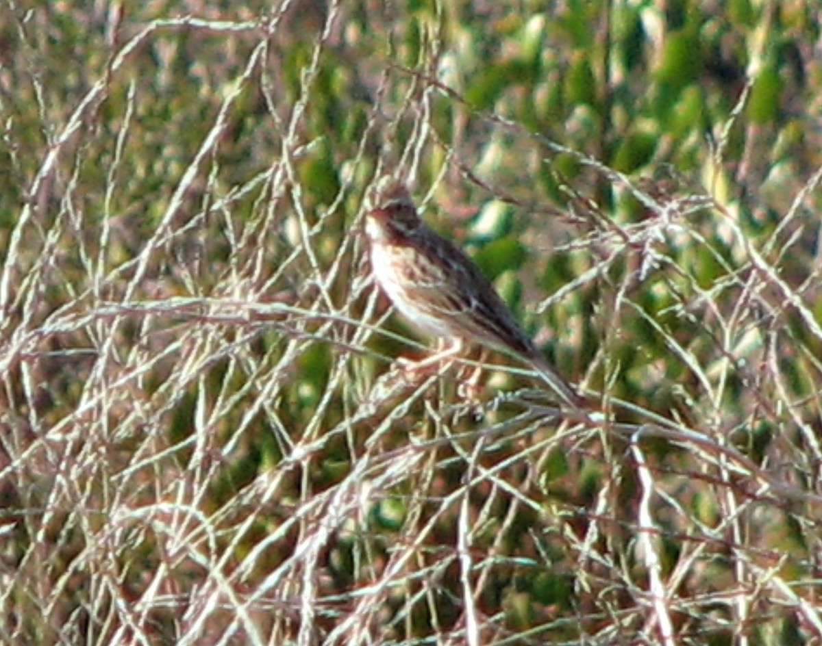 Savannah Sparrow - ML286067401