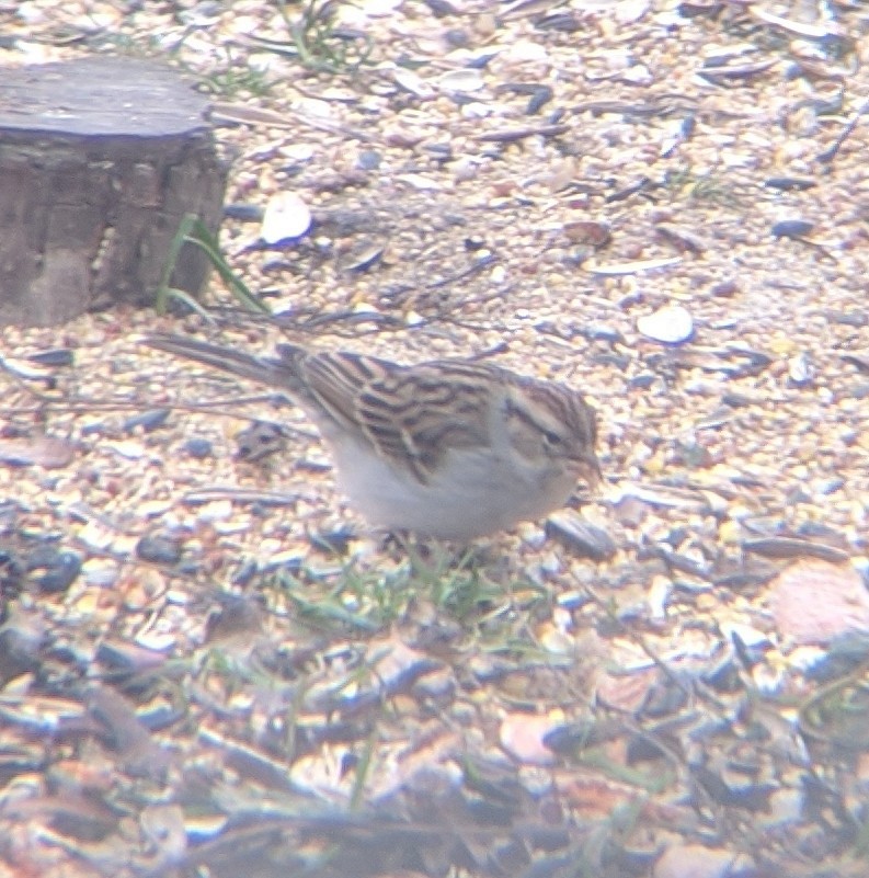 Chipping Sparrow - ML286067691