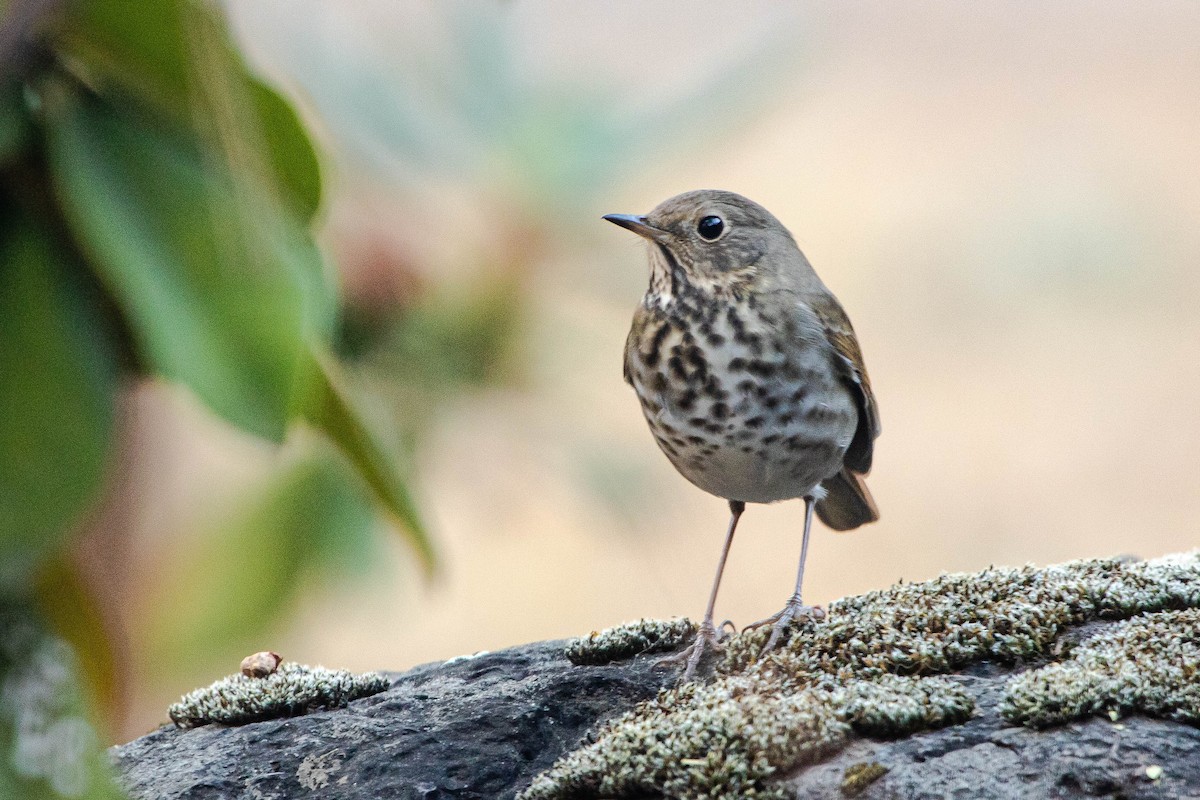 Hermit Thrush - ML286068651