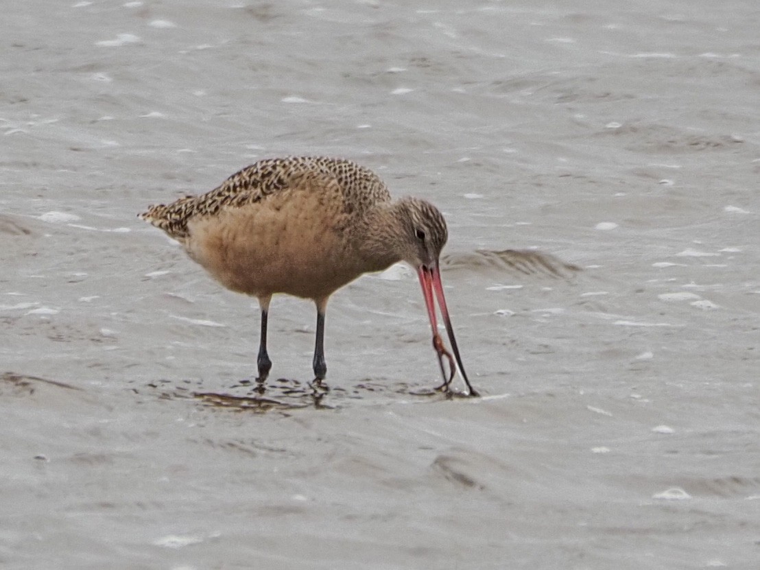 Marbled Godwit - ML286068691