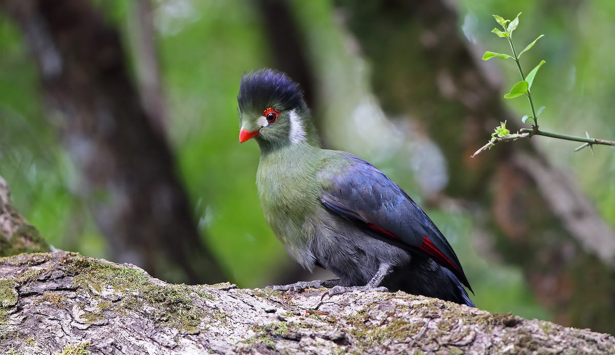 White-cheeked Turaco - ML286069921