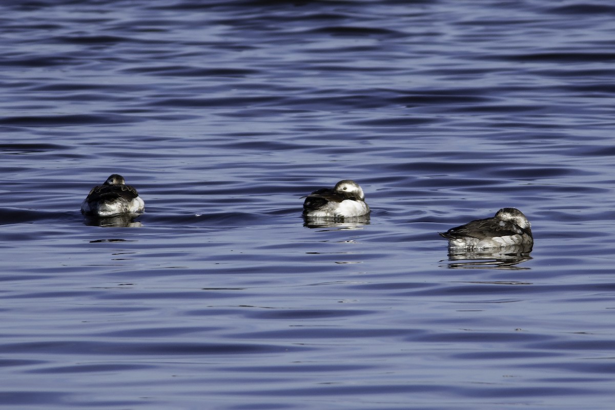 Long-tailed Duck - ML286072241