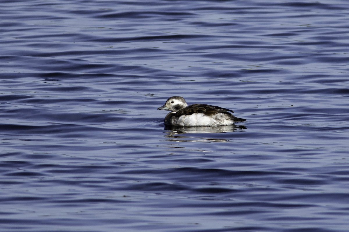 Long-tailed Duck - ML286072271