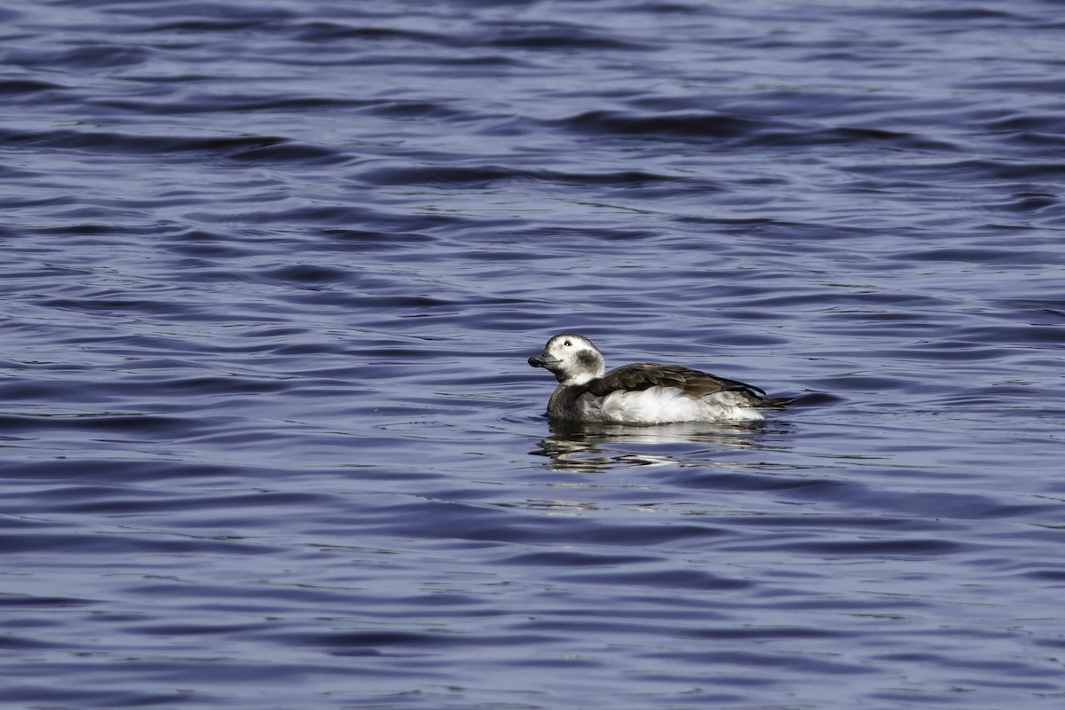 Long-tailed Duck - ML286072351