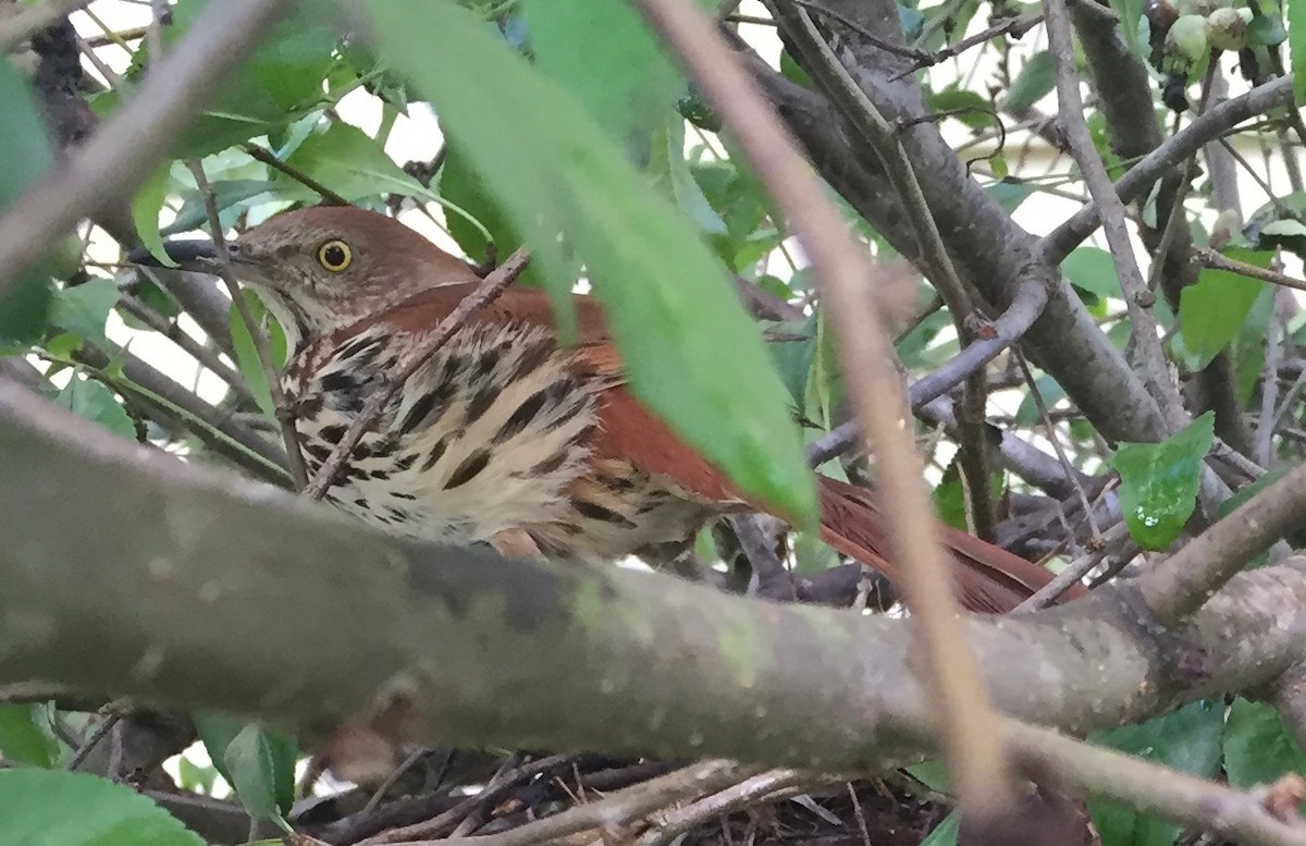 Brown Thrasher - RAS TripLeader