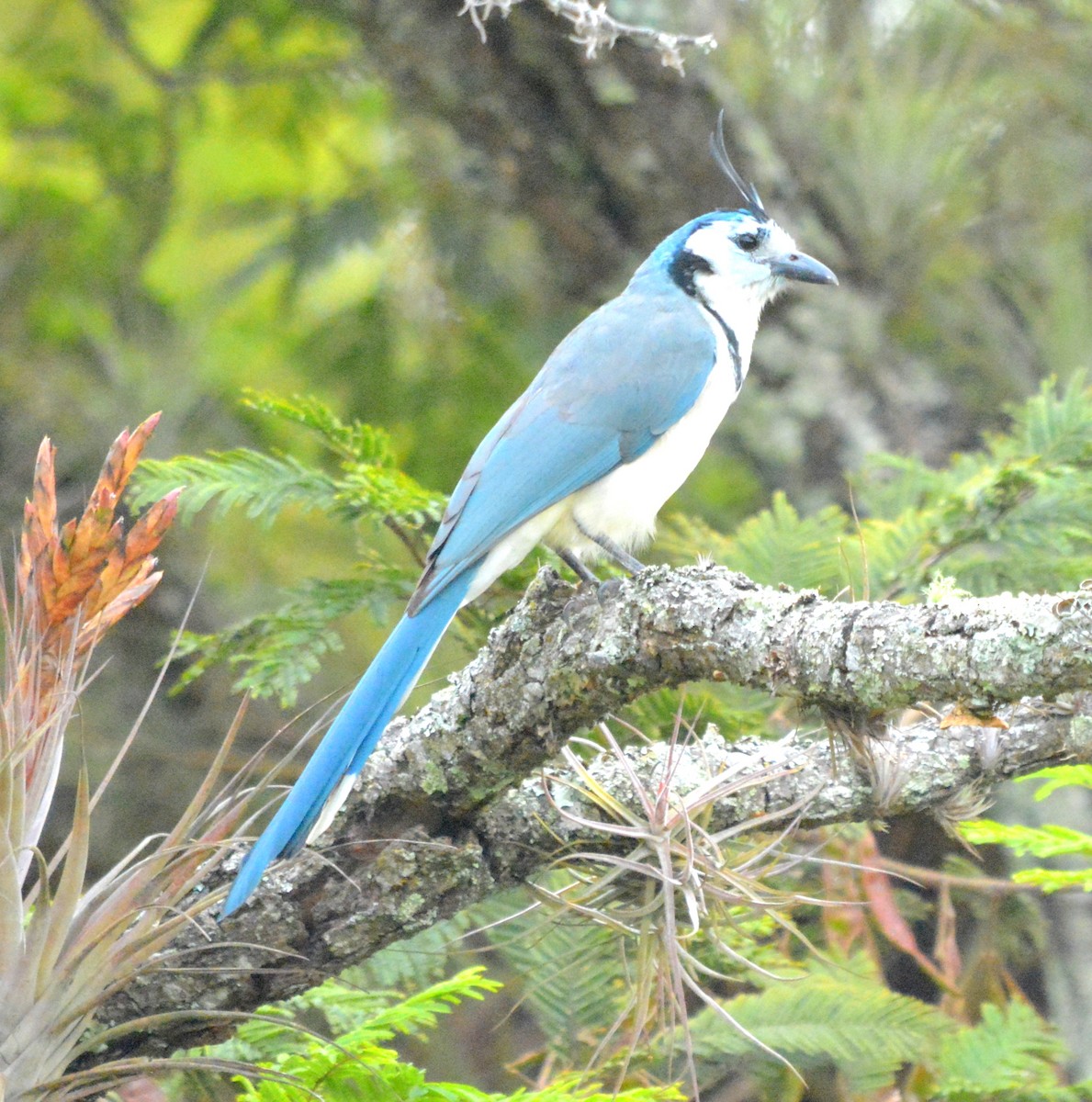 White-throated Magpie-Jay - ML286072671