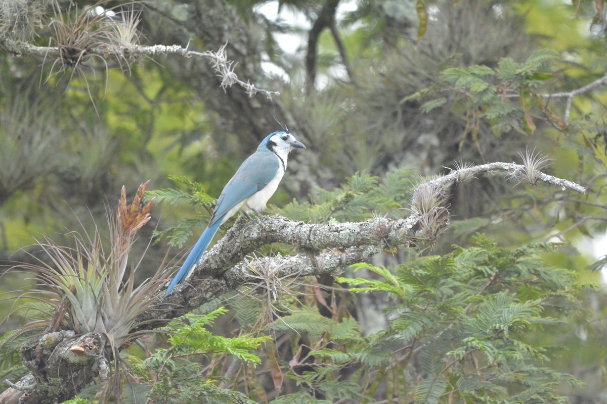 White-throated Magpie-Jay - ML286072711