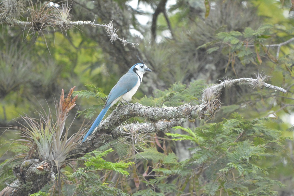 White-throated Magpie-Jay - ML286072861