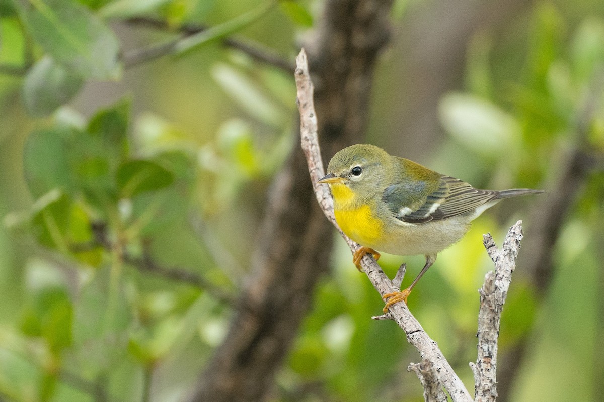 Northern Parula - ML286075371