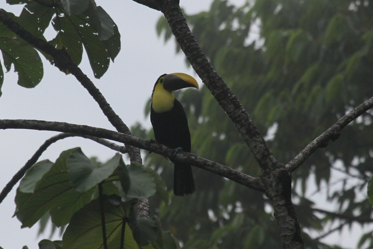 Yellow-throated Toucan - ML286076891